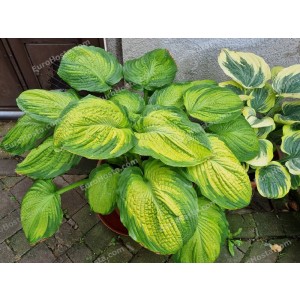 Hosta California Gold Rush