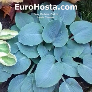 Hosta Camelot - Eurohosta