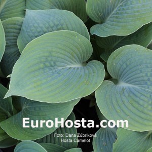 Hosta Camelot - Eurohosta