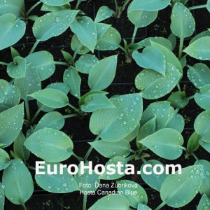 Hosta Canadian Blue - Eurohosta