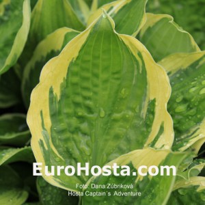 Hosta Captain's Adventure - Eurohosta