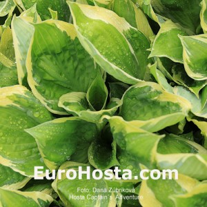 Hosta Captain's Adventure - Eurohosta