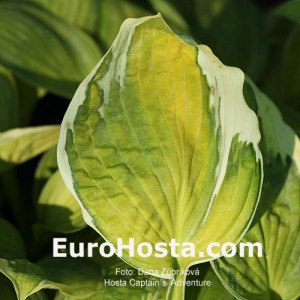 Hosta Captain's Adventure - Eurohosta