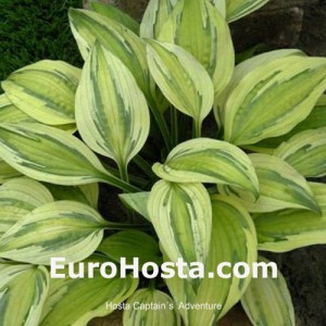 Hosta Captain's Adventure - Eurohosta