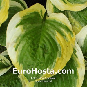 Hosta Carnival - Eurohosta