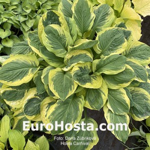 Hosta Carnival - Eurohosta