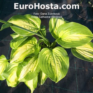 Hosta Cathedral Windows - Eurohosta