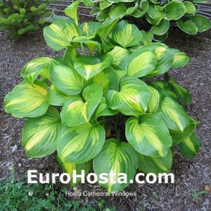 Hosta Cathedral Windows - Eurohosta