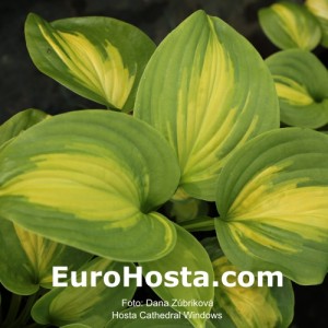 Hosta Cathedral Windows - Eurohosta