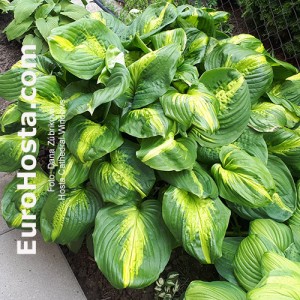 Hosta Cathedral Windows - Eurohosta