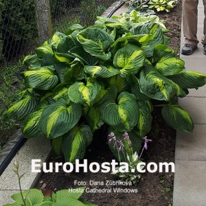 Hosta Cathedral Windows - Eurohosta