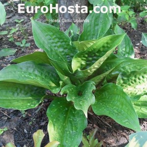 Hosta Celtic Uplands