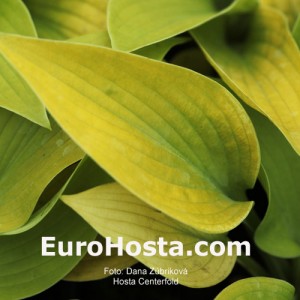 Hosta Centerfold - Eurohosta