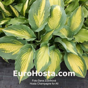 Hosta Champagne for All