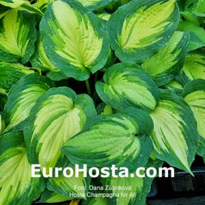 Hosta Champagne for All