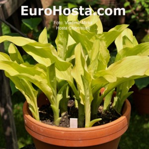 Hosta Chartreuse