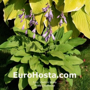 Hosta Chartreuse