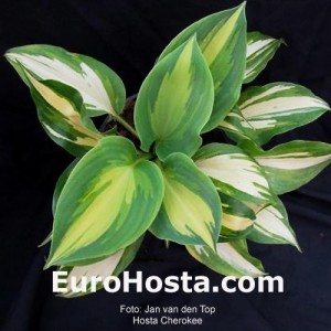 Hosta Cherokee