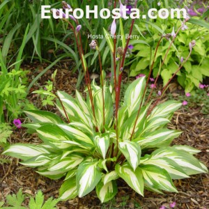 Hosta Cherry Berry - Eurohosta