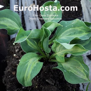 hosta Chiemsee Ridiculous 