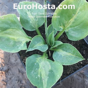 hosta Chiemsee Ridiculous 