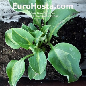 hosta Chiemsee Ridiculous 