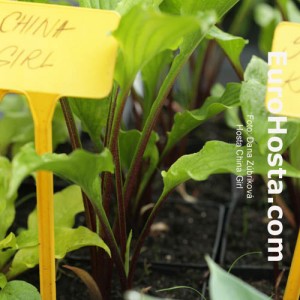 Hosta China Girl