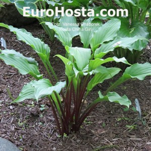 Hosta China Girl