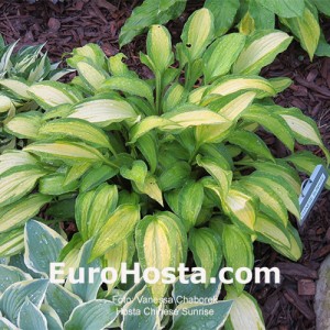 hosta Chinese Sunrise