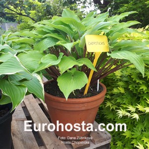 Hosta Chopsticks