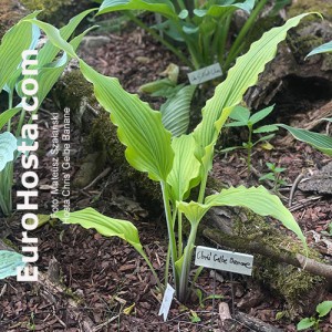 Hosta Chris' Gelbe Banane