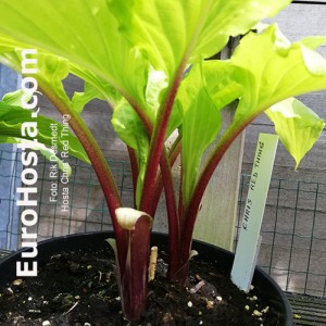 hosta Chris' Red Thing