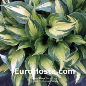 Hosta Christmas Candy - Eurohosta