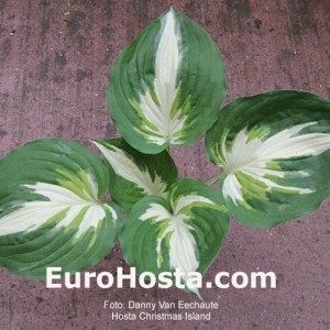 Hosta Christmas Island