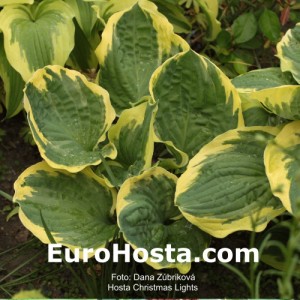 Hosta Christmas Lights