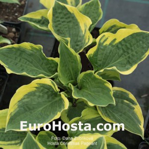 Hosta Christmas Pageant