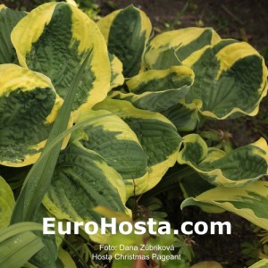 Hosta Christmas Pageant