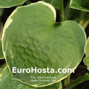 Hosta Christmas Tree - Eurohosta