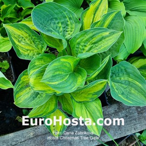 Hosta Christmas Tree Gala