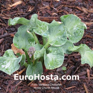 Hosta Church Mouse - Eurohosta