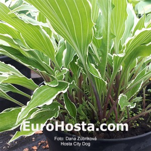 Hosta City Dog