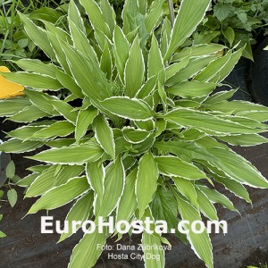 Hosta City Dog