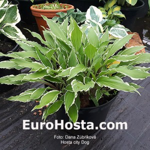 Hosta City Dog