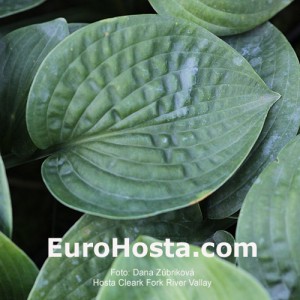 Hosta Clear Fork River Valley - Eurohosta