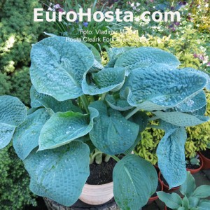 Hosta Clear Fork River Valley - Eurohosta