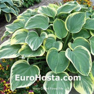 Hosta Clifford's Forest Fire - Eurohosta