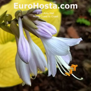 Hosta Coast to Coast