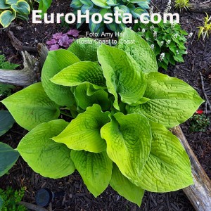 Hosta Coast to Coast