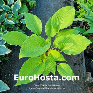 Hosta Coastal Chanel Feever