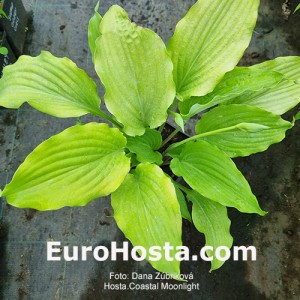 hosta Coastal Moonlight